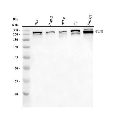 Anti-Talin 1/TLN1 Antibody Picoband® Boster Bio