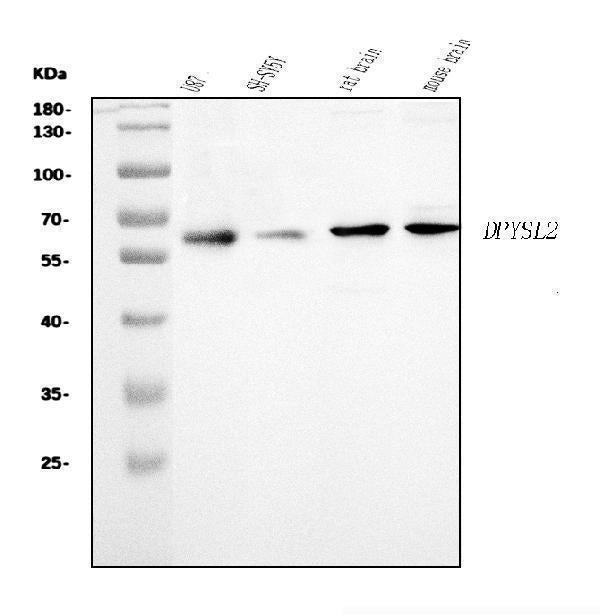 Anti-CRMP2/DPYSL2 Antibody Picoband® Boster Bio