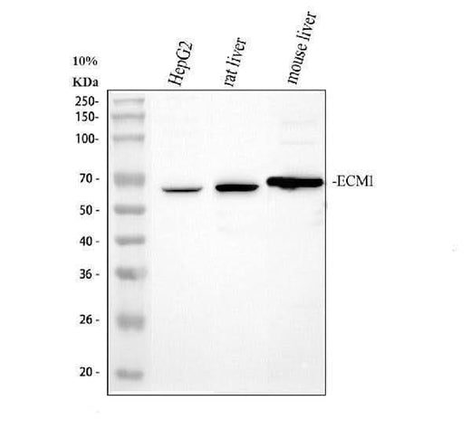 Anti-ECM1 Antibody Picoband® Boster Bio