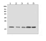 Anti-BAFF Receptor/TNFRSF13C Antibody Picoband® Boster Bio
