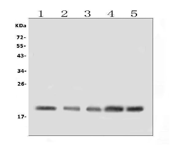 Anti-BAFF Receptor/TNFRSF13C Antibody Picoband® Boster Bio