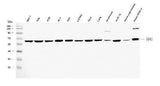 Anti-TRK fused gene/TFG Antibody Picoband® Boster Bio