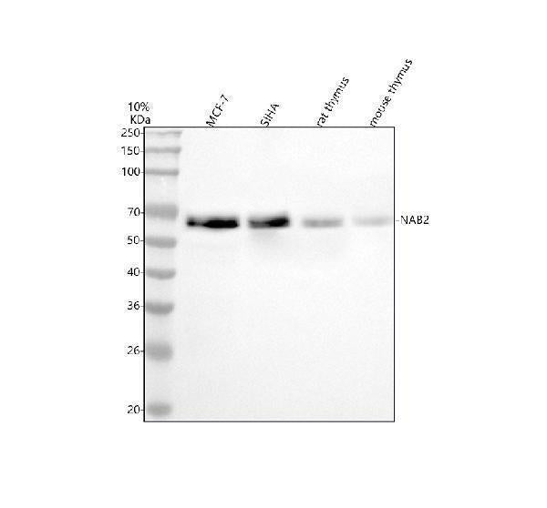 Anti-NAB2 Antibody Picoband® Boster Bio