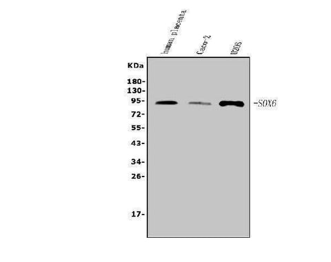 Anti-SOX6 Antibody Picoband® Boster Bio