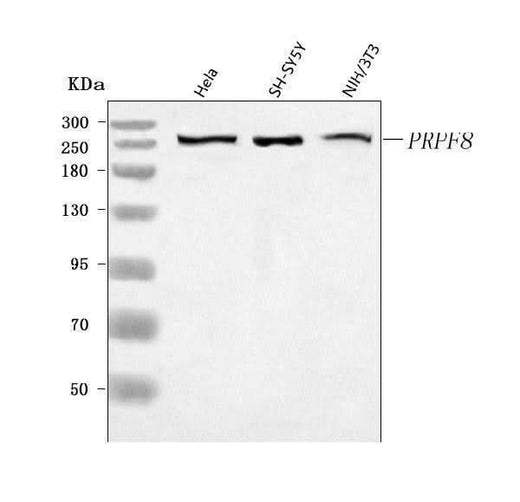 Anti-PRPF8 Antibody Picoband® Boster Bio