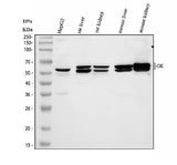 Anti-Glycerol kinase/GK Antibody Picoband® Boster Bio