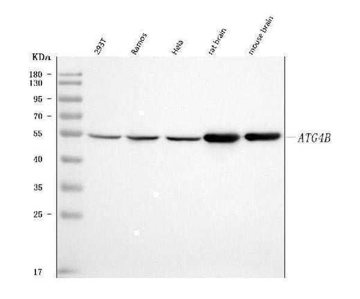 Anti-ATG4B Antibody Picoband® Boster Bio