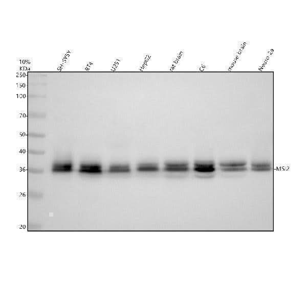 Anti-MSI2 Antibody Picoband® Boster Bio