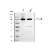 Anti-Integrin alpha 3/ITGA3 Antibody Picoband® Boster Bio