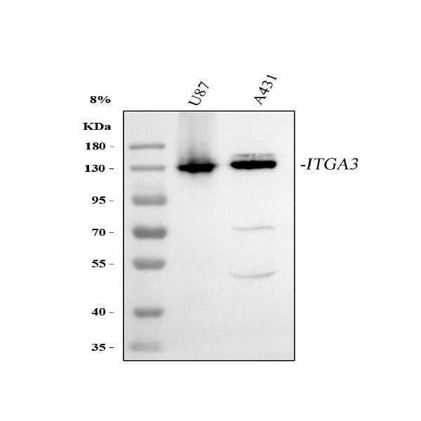 Anti-Integrin alpha 3/ITGA3 Antibody Picoband® Boster Bio