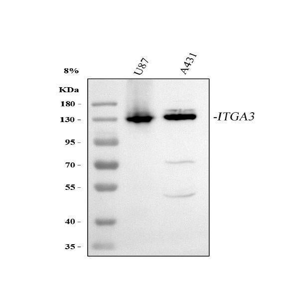 Anti-Integrin alpha 3/ITGA3 Antibody Picoband® Boster Bio