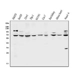 Anti-CLPB Antibody Picoband® Boster Bio