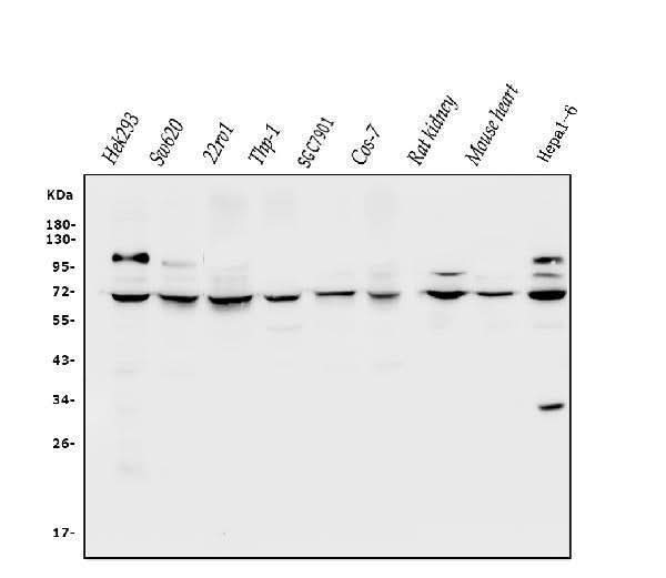 Anti-CLPB Antibody Picoband® Boster Bio