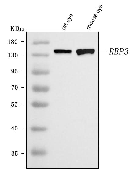 Anti-IRBP/RBP3 Antibody Picoband® Boster Bio