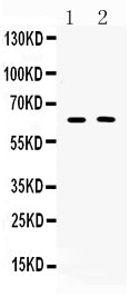 Anti-TUB 1 Antibody Picoband® Boster Bio