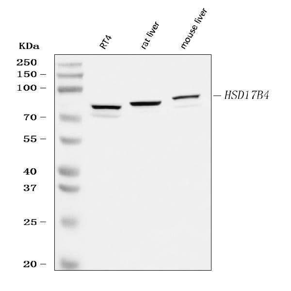 Anti-Hydroxysteroid (17-beta) Dehydrogenase 4/HSD17B4 Antibody Picoband® Boster Bio