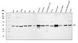 Anti-Integrin linked ILK Antibody Picoband® Boster Bio