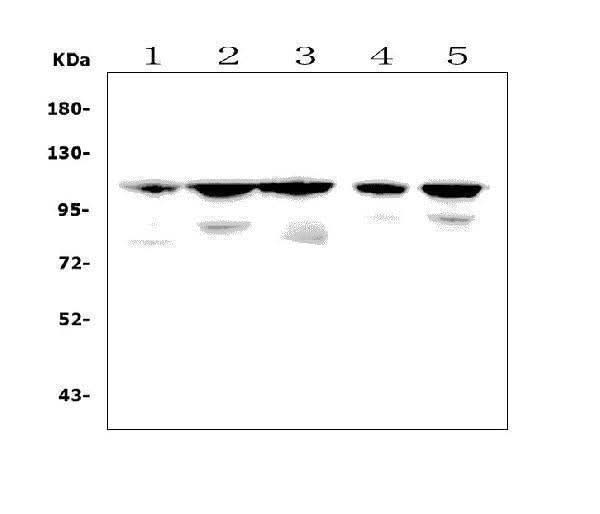 Anti-PGC1 beta/PPARGC1B Picoband® Antibody Boster Bio