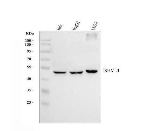 Anti-SHMT1 Antibody Picoband® Boster Bio