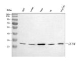 Anti-GCLM Antibody Picoband® Boster Bio
