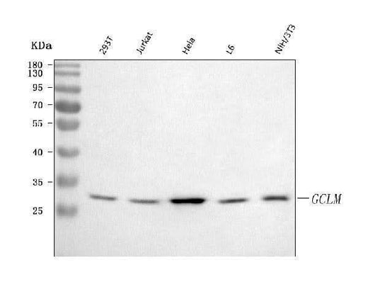 Anti-GCLM Antibody Picoband® Boster Bio