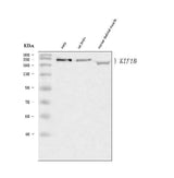 Anti-KIF1B Antibody Picoband® Boster Bio
