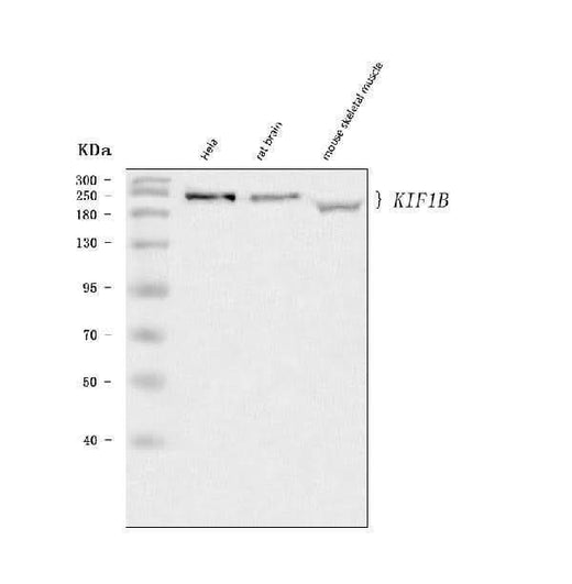 Anti-KIF1B Antibody Picoband® Boster Bio