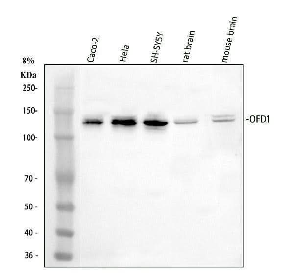 Anti-OFD1 Antibody Picoband® Boster Bio