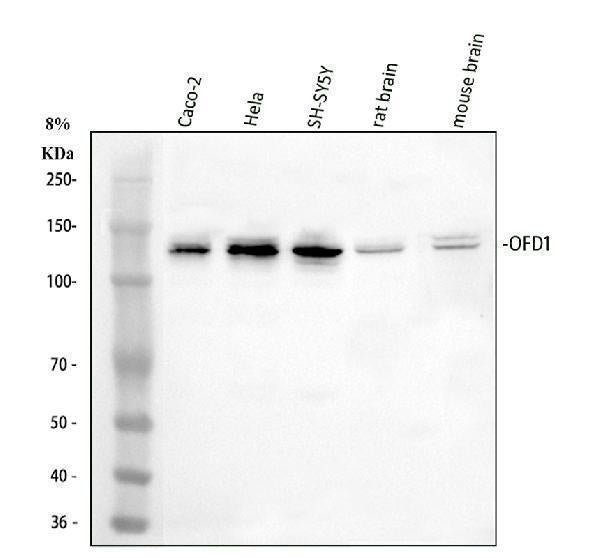 Anti-OFD1 Antibody Picoband® Boster Bio