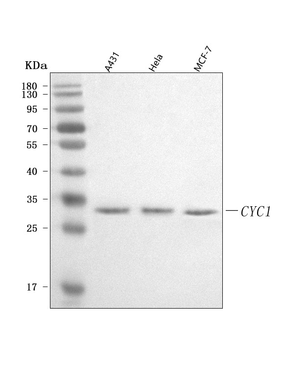 Anti-CYC1 Antibody Picoband® Boster Bio