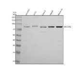 Anti-SVCT2/SLC23A2 Antibody Picoband® Boster Bio