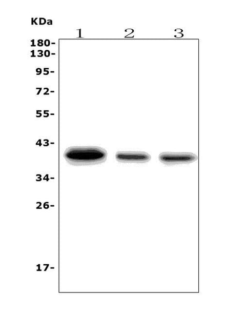 Anti-SLBP Antibody Picoband® Boster Bio