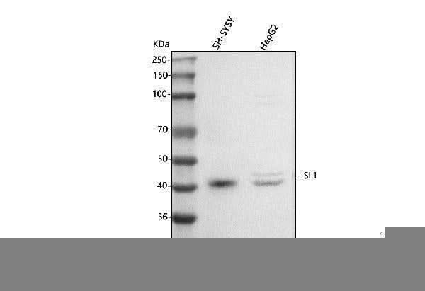 Anti-Islet 1/ISL1 Antibody Picoband® Boster Bio