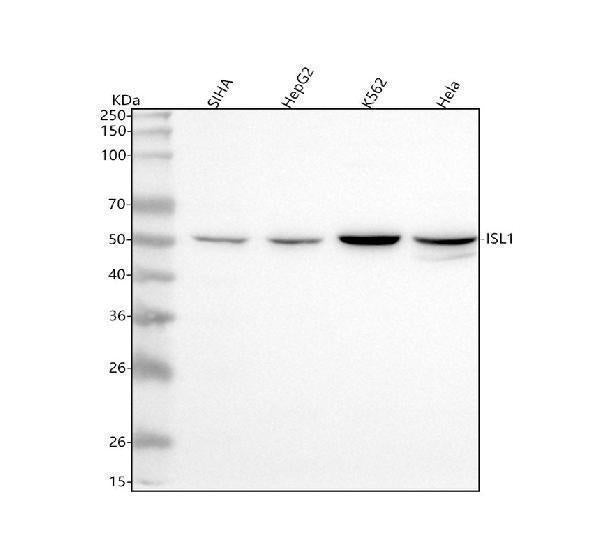 Anti-Islet 1/ISL1 Antibody Picoband® Boster Bio