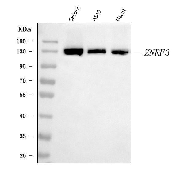 Anti-ZNRF3 Antibody Picoband® Boster Bio