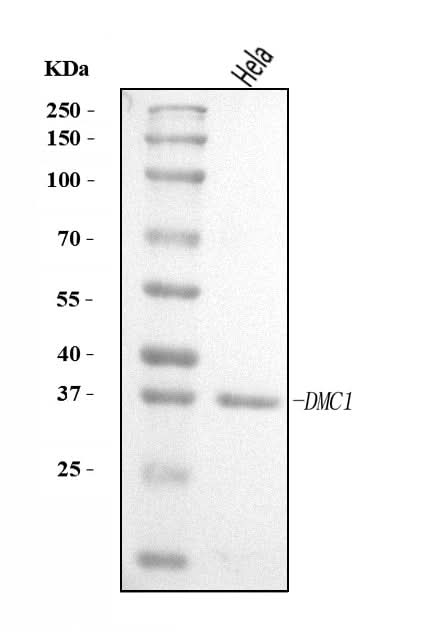 Anti-DMC1 Antibody Picoband® Boster Bio