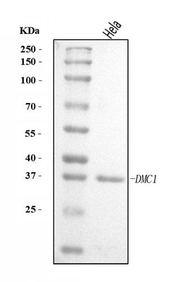 Anti-DMC1 Antibody Picoband® Boster Bio