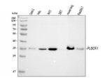 Anti-Scramblase 1/PLSCR1 Antibody Picoband® Boster Bio