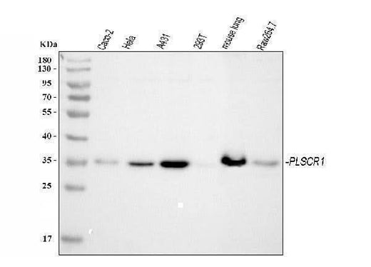 Anti-Scramblase 1/PLSCR1 Antibody Picoband® Boster Bio