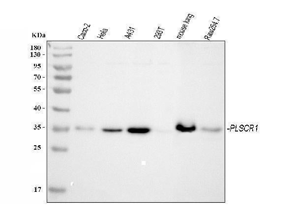 Anti-Scramblase 1/PLSCR1 Antibody Picoband® Boster Bio