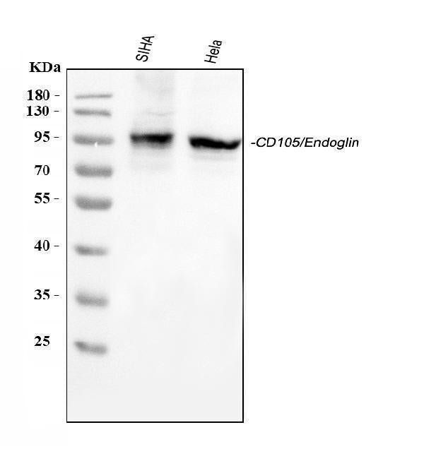 Anti-CD105/ENG Antibody Picoband® Boster Bio