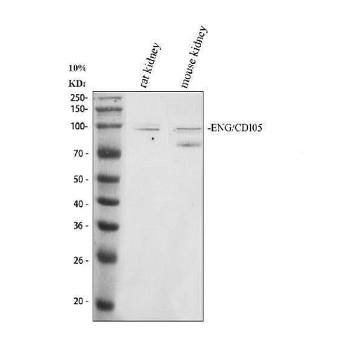 Anti-CD105/Eng Antibody Picoband® Boster Bio