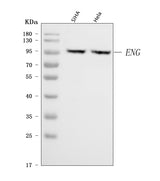 Anti-CD105/ENG Antibody Picoband® Boster Bio