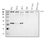 Anti-Ninein/NIN Antibody Picoband® Boster Bio