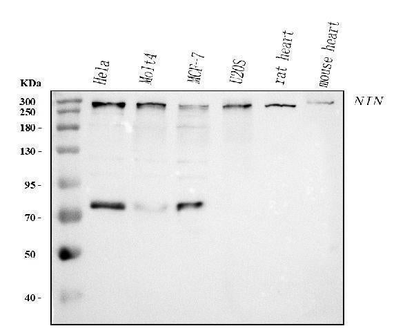 Anti-Ninein/NIN Antibody Picoband® Boster Bio