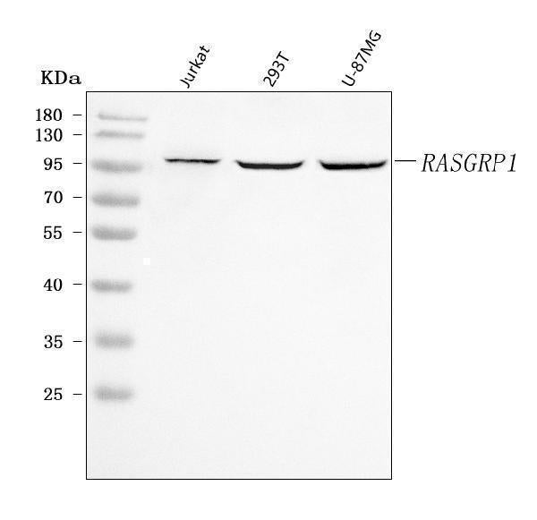 Anti-RASGRP1 Antibody Picoband® Boster Bio