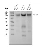 Anti-CACNA1S Antibody Picoband® Boster Bio