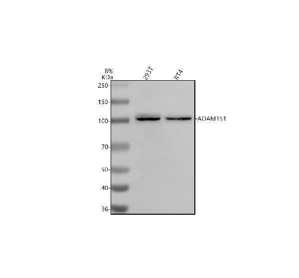 Anti-ADAMTS1 Antibody Picoband® Boster Bio