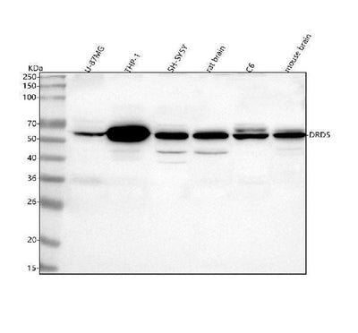 Anti-DRD5 Antibody Picoband® Boster Bio
