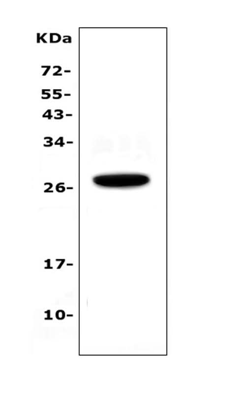 Anti-IL15RA Antibody Picoband® Boster Bio
